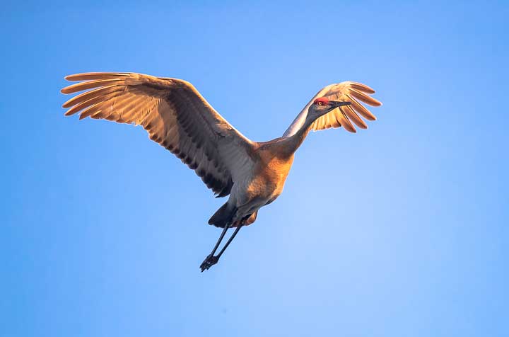 Sandhill cranes flying