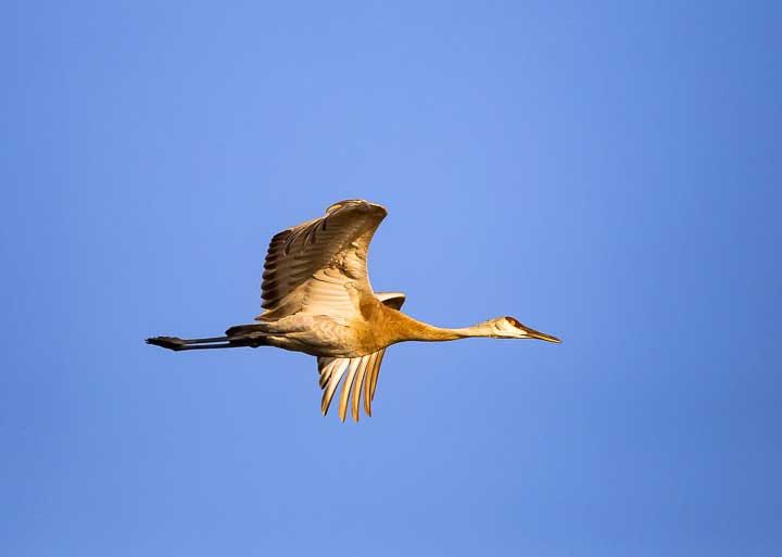 Sandhill cranes flying
