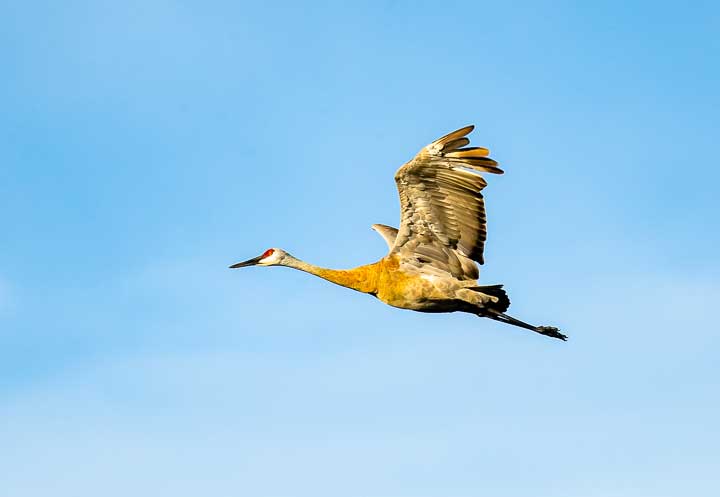 Sandhill cranes flying