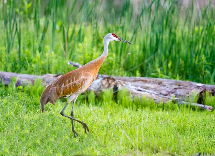 Sandhill crane walking