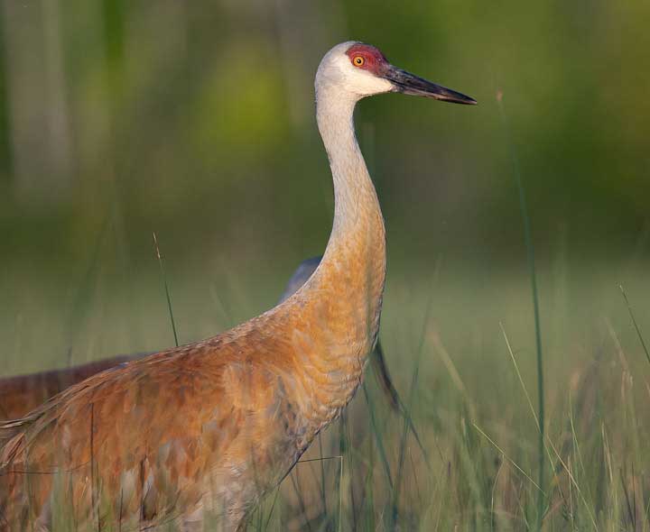 Sandhill Crane adult standing