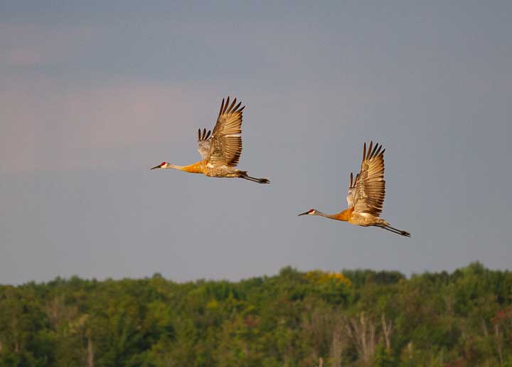 Sandhill cranes flying
