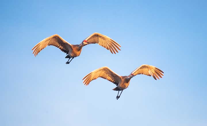 Sandhill cranes flying