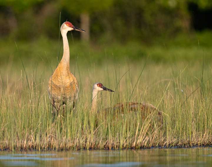 Sandhill crane male and female