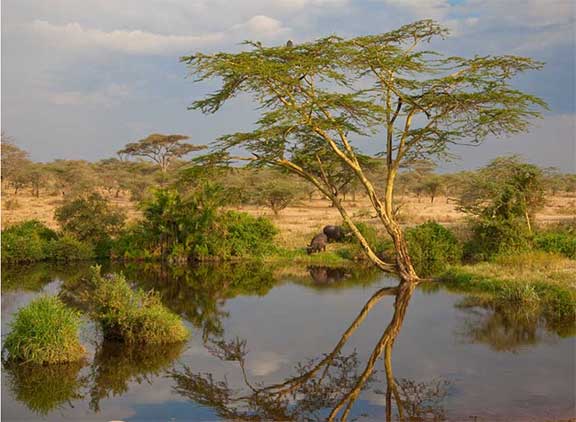 Serengeti with cape buffalo