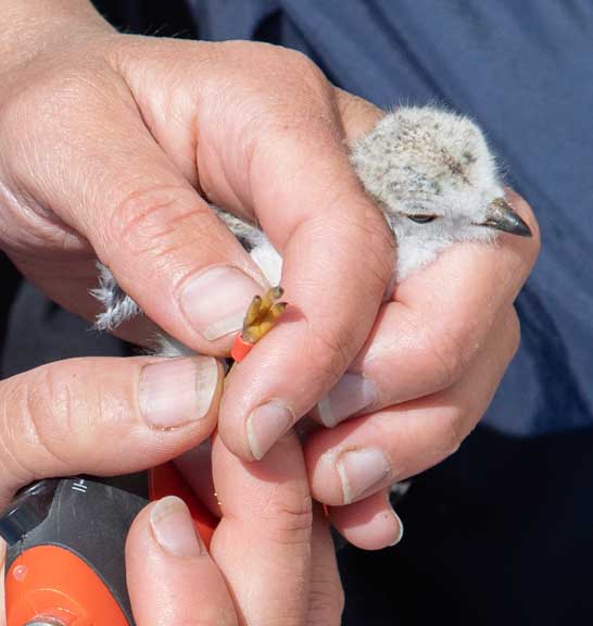 A taged piping plover