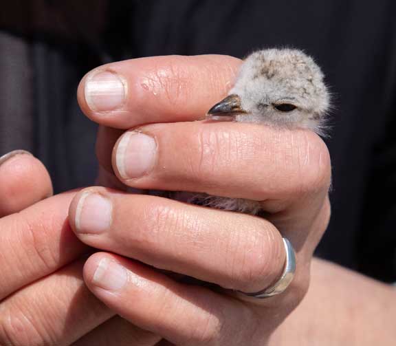 Holding a piping plover