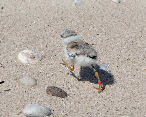 a running piping plover