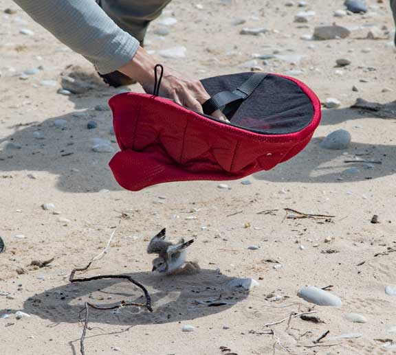 Capturing a piping plover