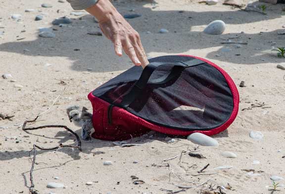 Capturing a piping plover