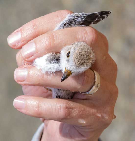 Holding a piping plover