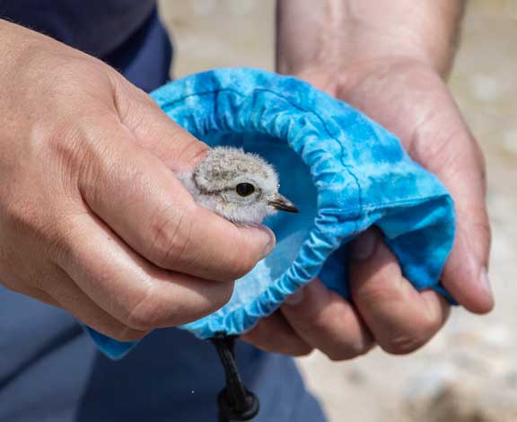 Holding a piping plover