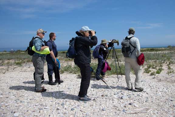 Scanning for piping plovers