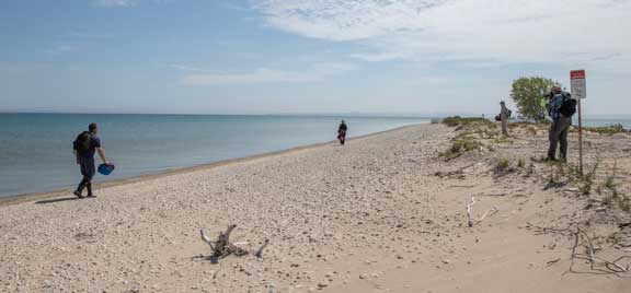 Closing in on a piping plover chick
