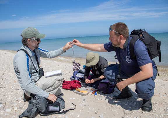 Weighing a piping plover chick