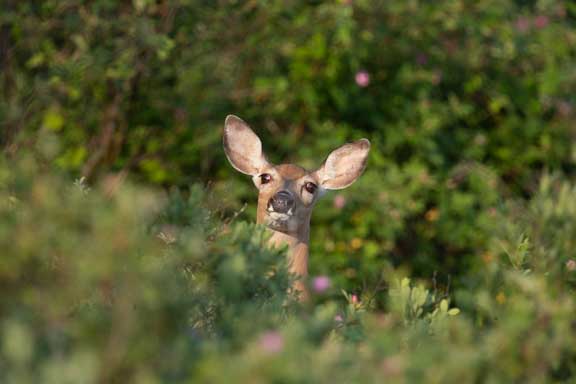 White tailed deer poking his head out of the bushes