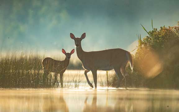 Early morning deer and fawn on a lake with mist and fog