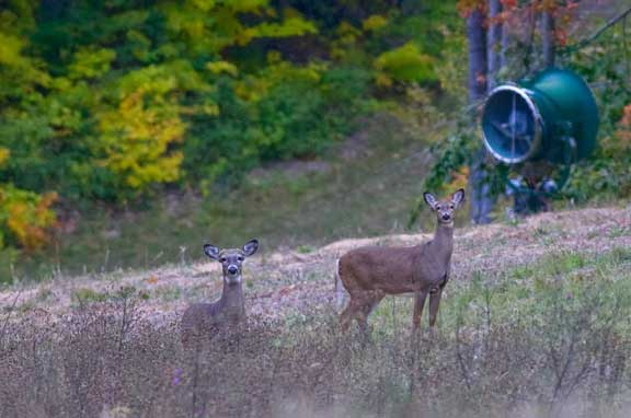 Two white tailed deer staring at a photographer in front of a snow machine