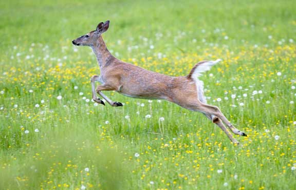 White tailed deer running through a field