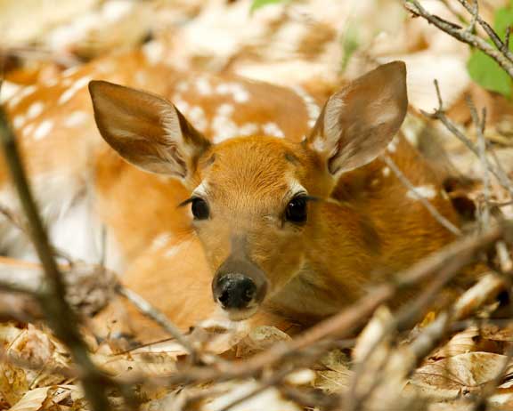White tailed deer fawn hiding in the leaves