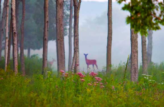 White tailed doe and fawn standing in a misty forest