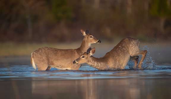 Two white tailed deer swimming in a lake