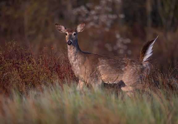 White tailed deer looking at photographer as it crosses a field