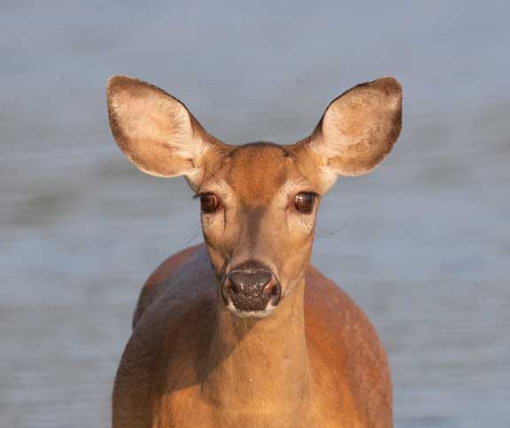Close up of the face of a white tailed deer
