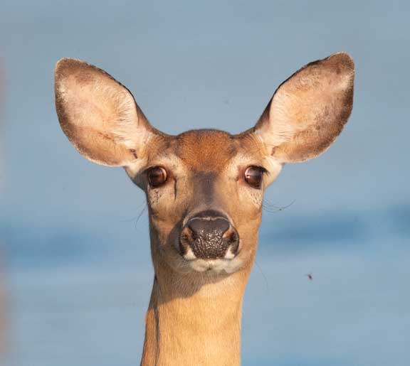 Close up of the face of a white tailed deer