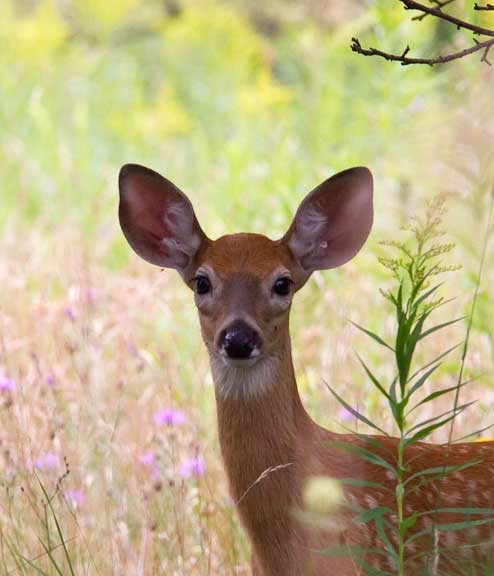 Face of a white tailed deer