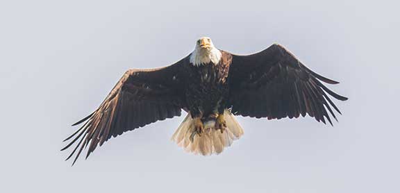 Bald eagle flying with lake trout in talons