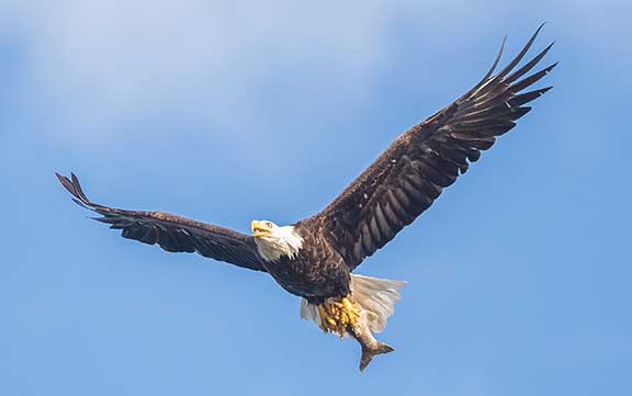 Bald eagle flying with lake trout in talons