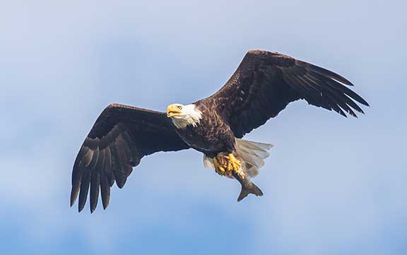 Bald eagle flying with lake trout in talons