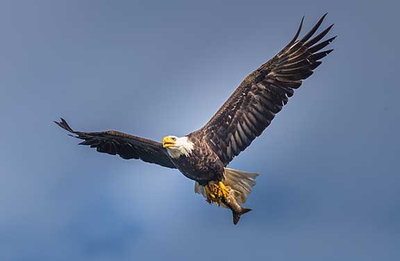 Bald eagle flying with lake trout in talons
