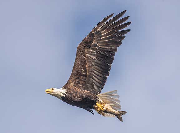 Bald eagle flying with lake trout in talons