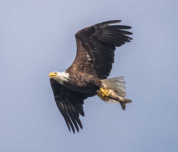 Bald eagle flying with lake trout in talons