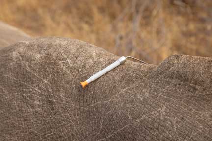 Bent capture dart in rhino