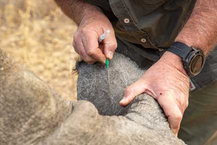 Andre putting catheter into ear vein