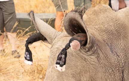 Sedated rhino with plugged ears to minimize sound stimulation