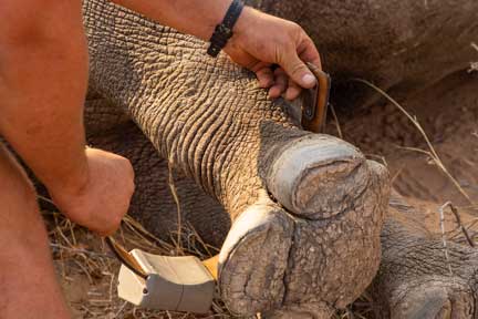 Wrapping radio collar around front leg