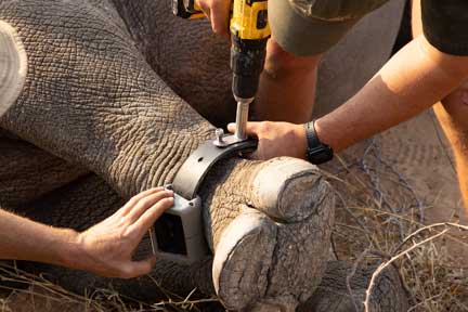 Bolting radio collar strap on front leg