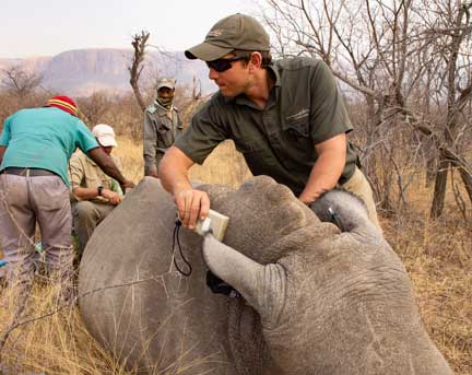 Using reader to look for microchip