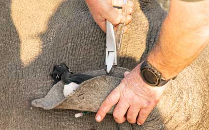 Ear is notched for identification and DNA sample