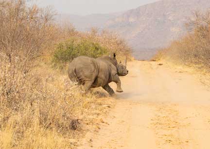 Standing Rhino staggering from anesthetic