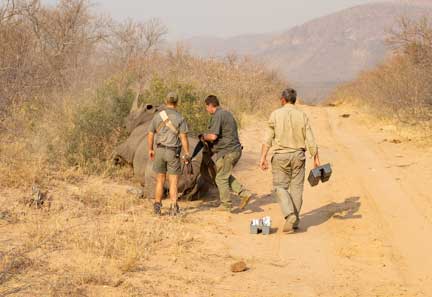 Vet team with sedated rhino