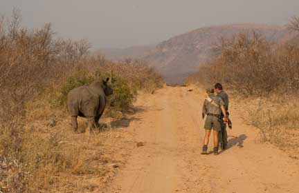 Vet team with sedated rhino