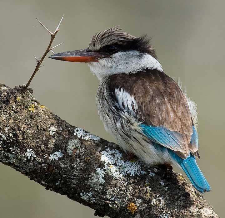 Striped kingfisher perching