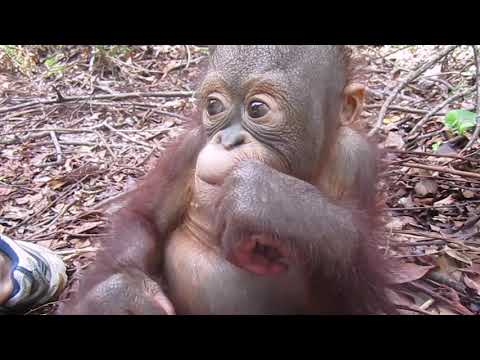 Baby orangutans being taken to the forest to play