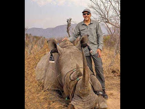 Previously sedated rhino walking back into the bush