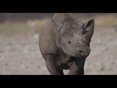 Black rhino in Namibia giving us a hard look